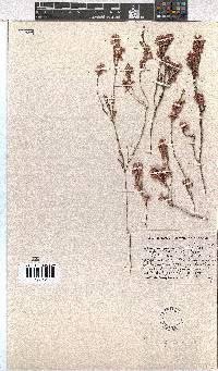 Erica gnaphaloides image