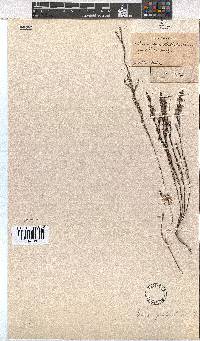 Erica gnaphaloides image