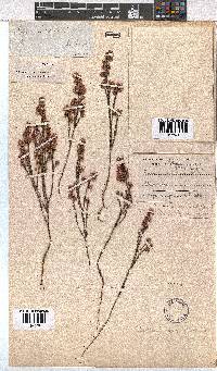 Erica gnaphaloides image