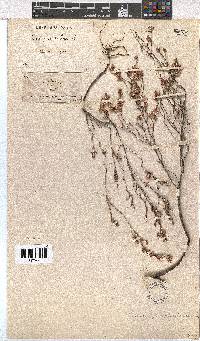 Erica gnaphaloides image