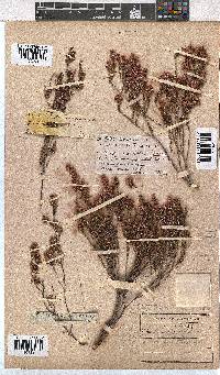 Erica gnaphaloides image