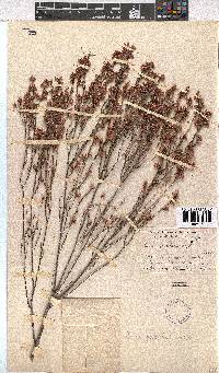 Erica gnaphaloides image