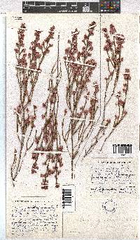 Erica gnaphaloides image