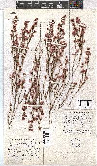 Erica gnaphaloides image