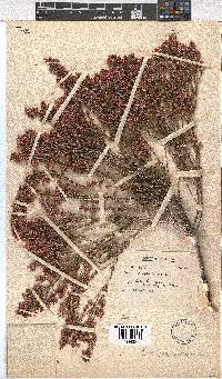 Erica gnaphaloides image