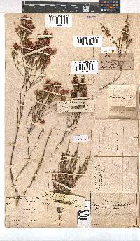 Erica gnaphaloides image