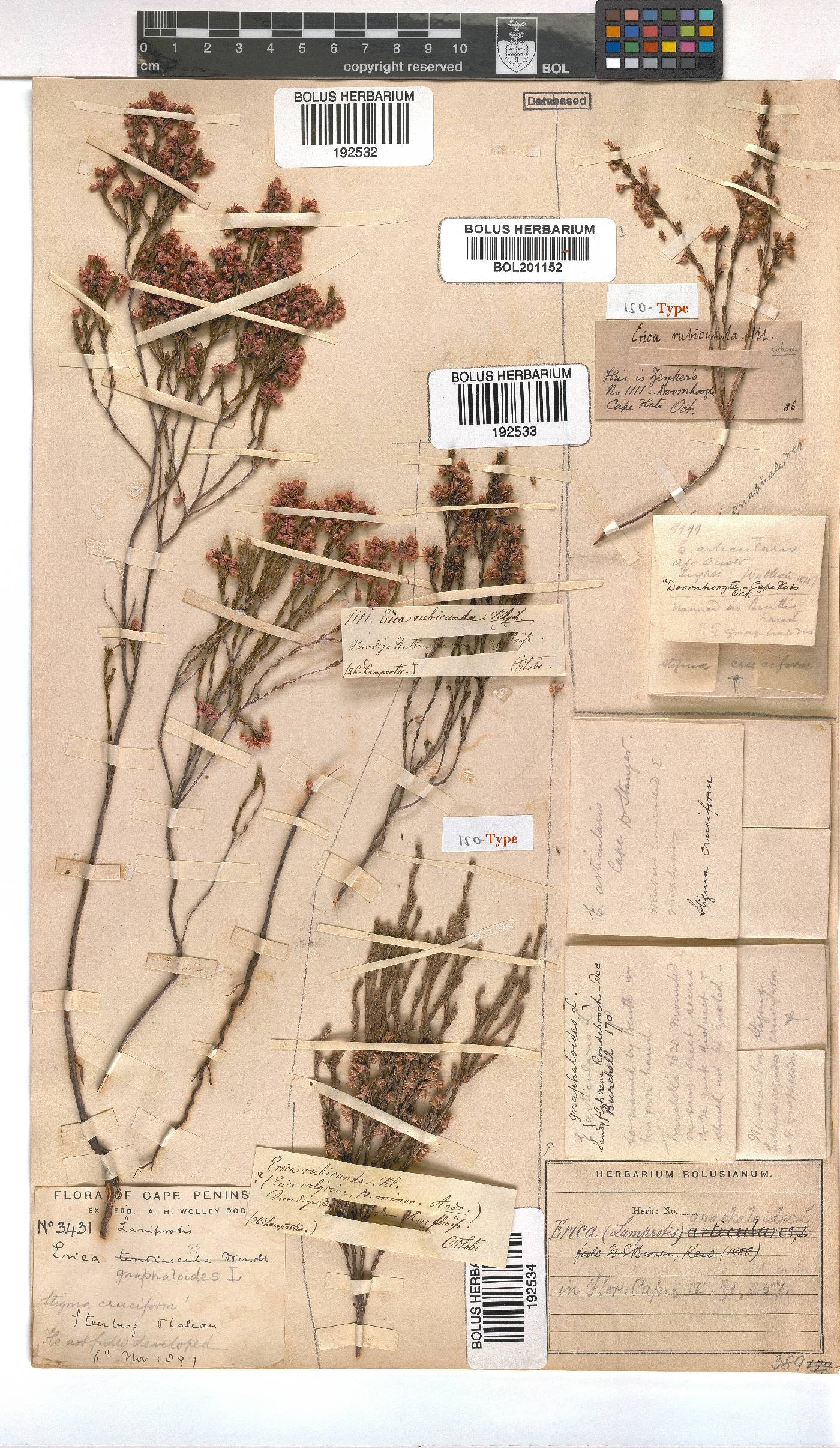 Erica gnaphaloides image