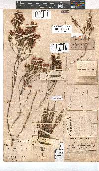 Erica gnaphaloides image