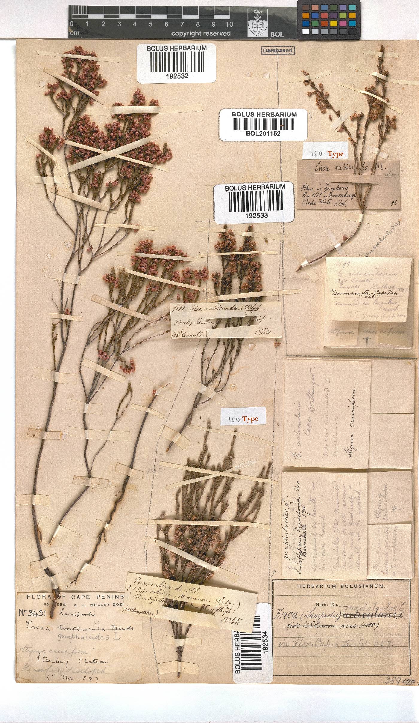 Erica gnaphaloides image