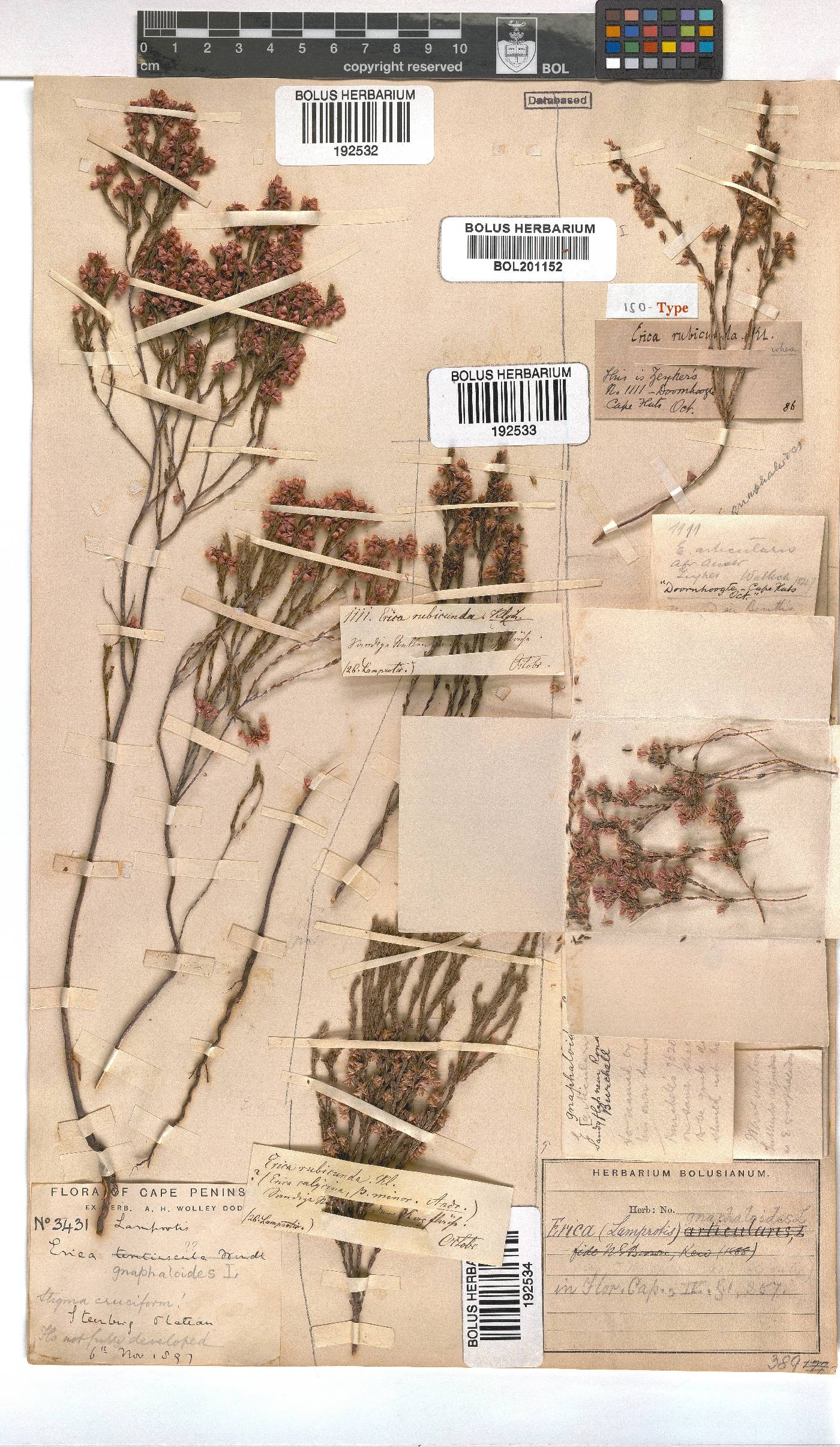 Erica gnaphaloides image