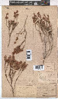 Erica gnaphaloides image