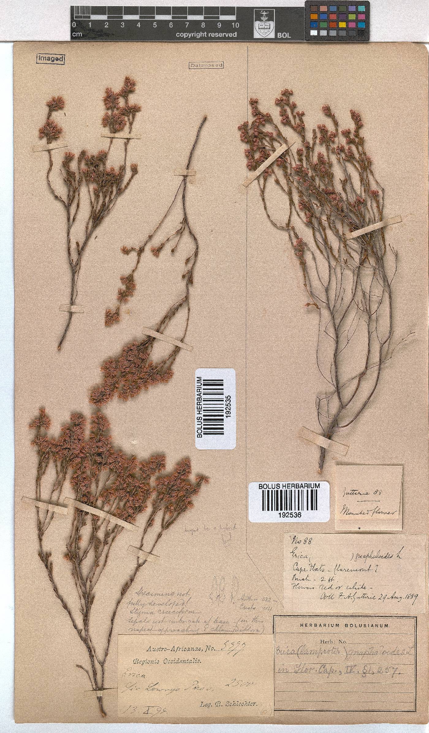 Erica gnaphaloides image