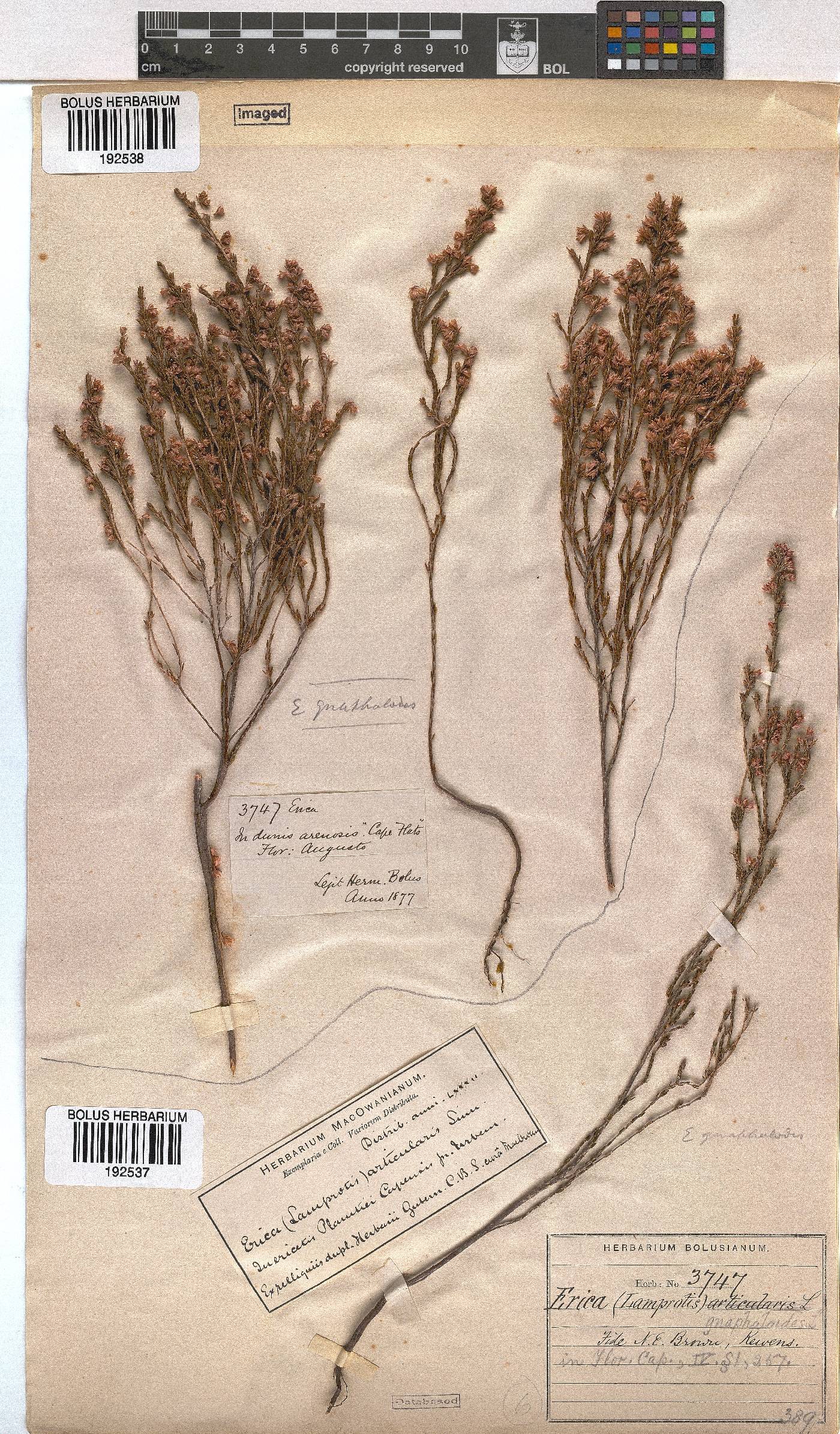 Erica gnaphaloides image