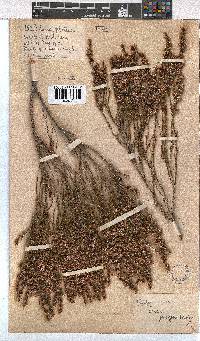 Erica gnaphaloides image