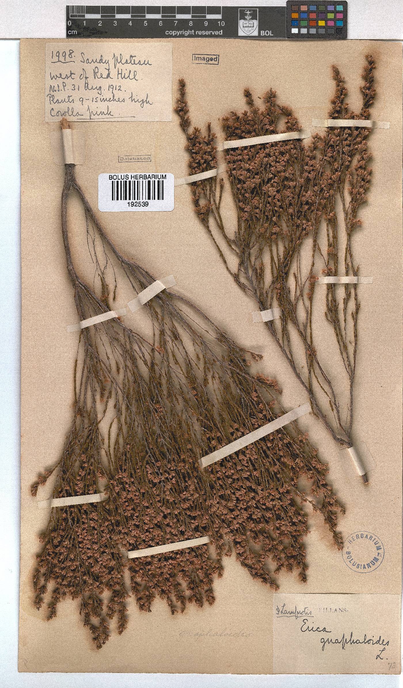 Erica gnaphaloides image