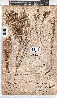 Erica gnaphaloides image