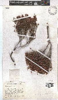 Erica gnaphaloides image