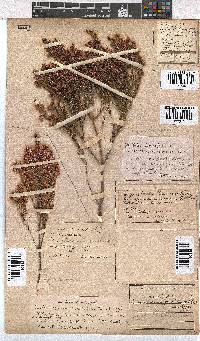 Erica gnaphaloides image