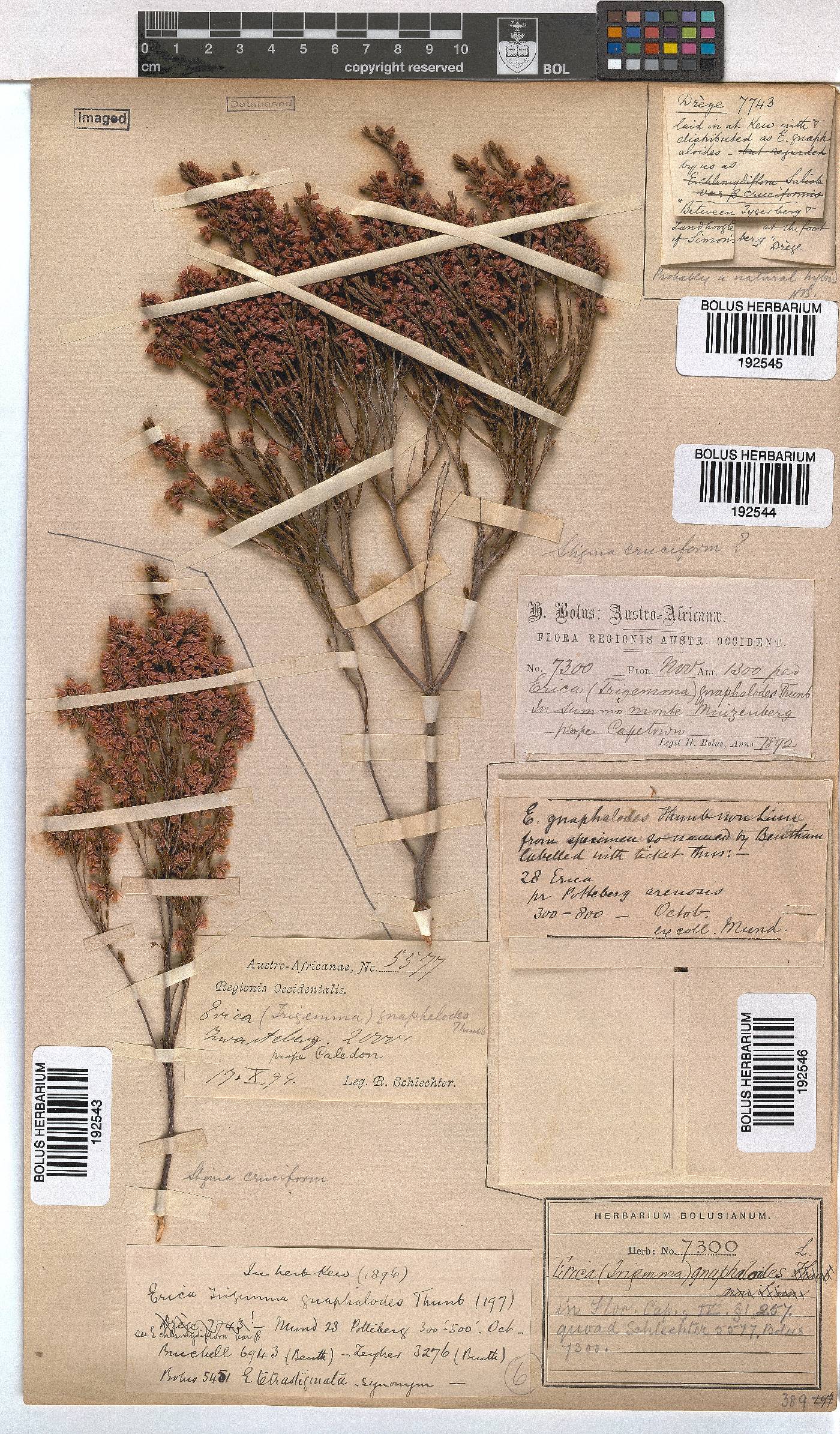 Erica gnaphaloides image