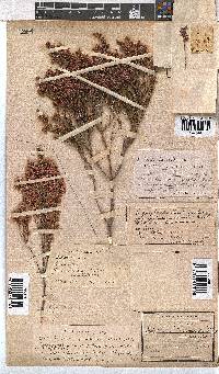 Erica gnaphaloides image