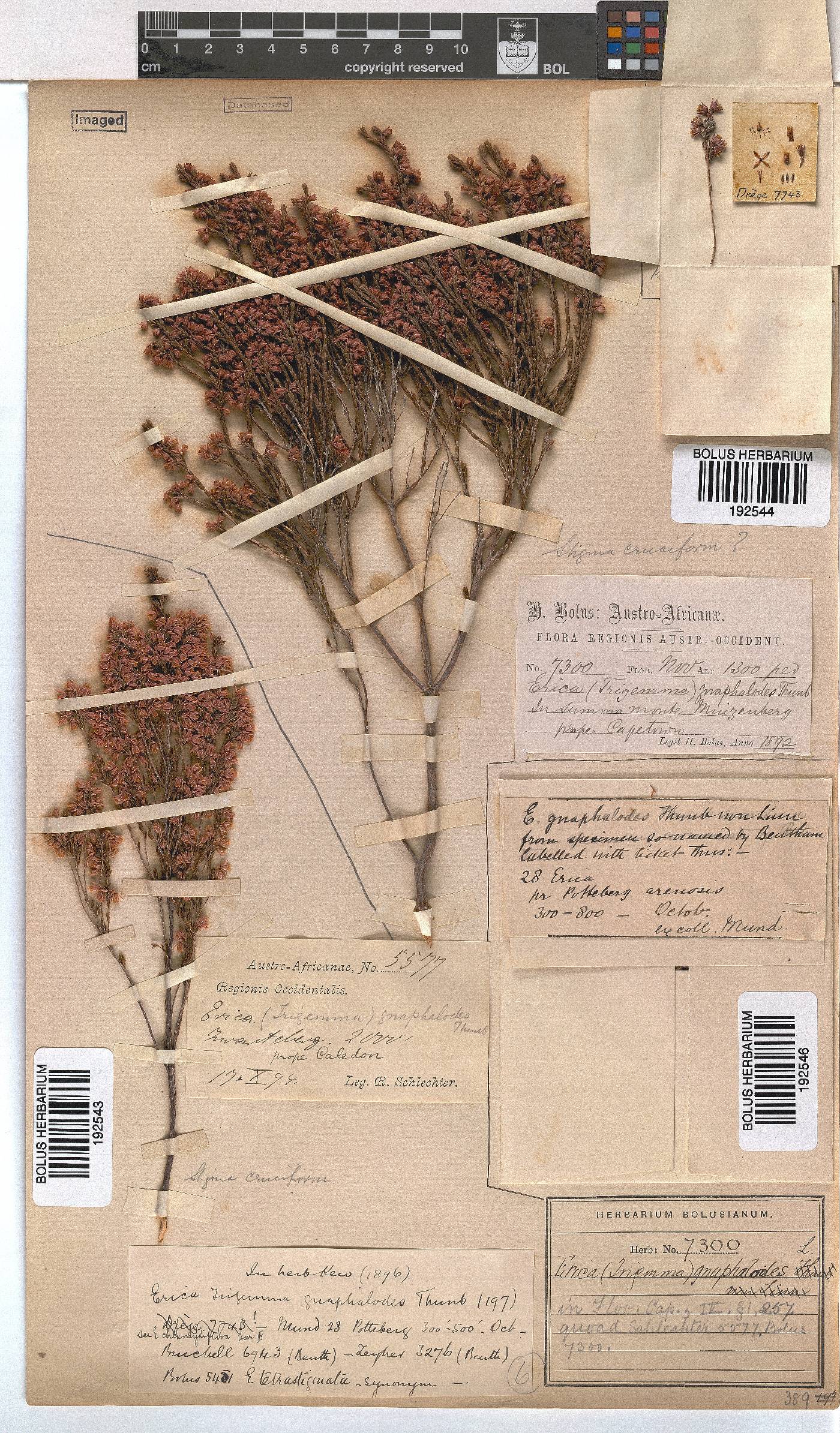 Erica gnaphaloides image