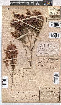 Erica gnaphaloides image