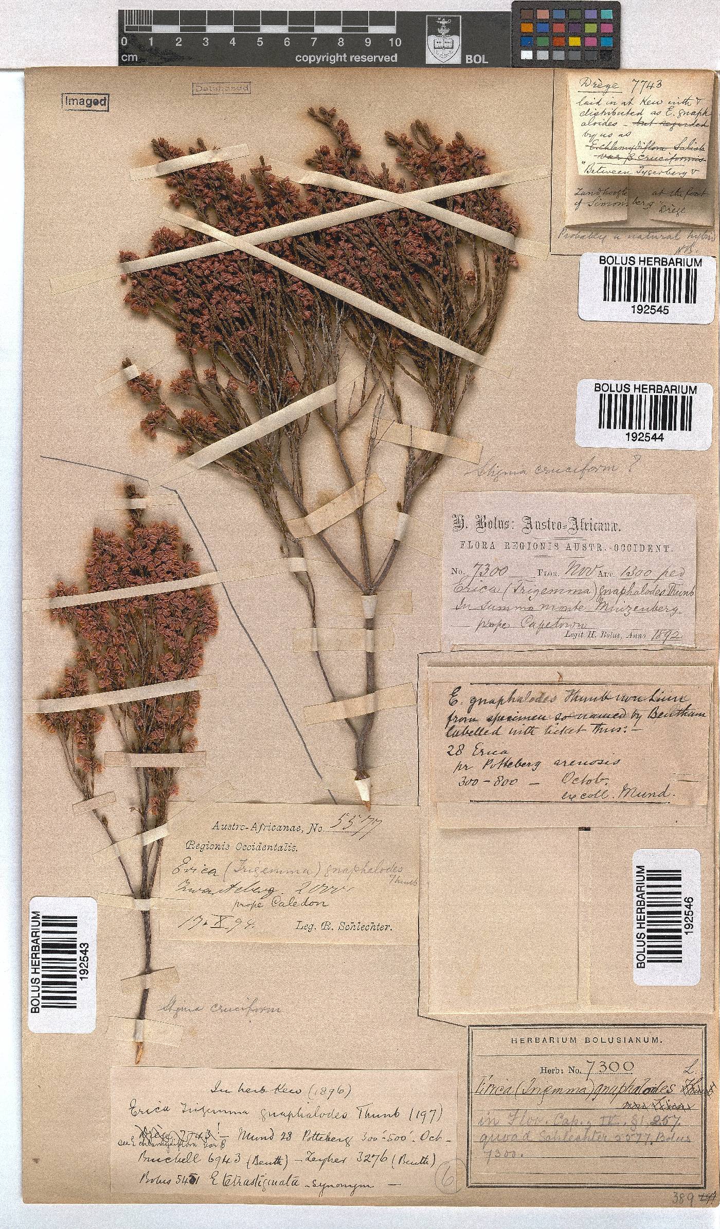 Erica gnaphaloides image