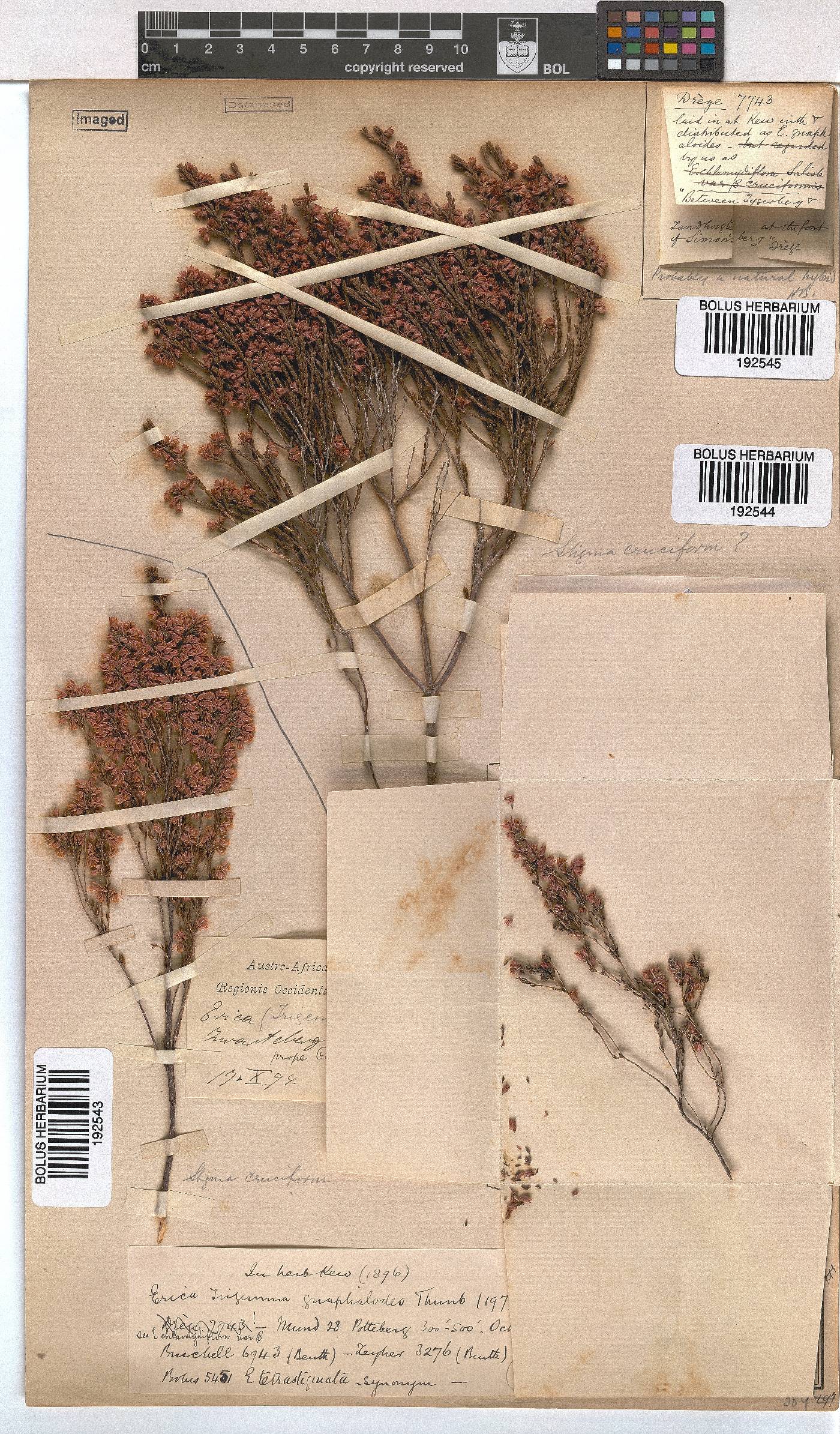 Erica gnaphaloides image