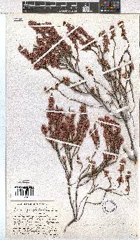 Erica gnaphaloides image