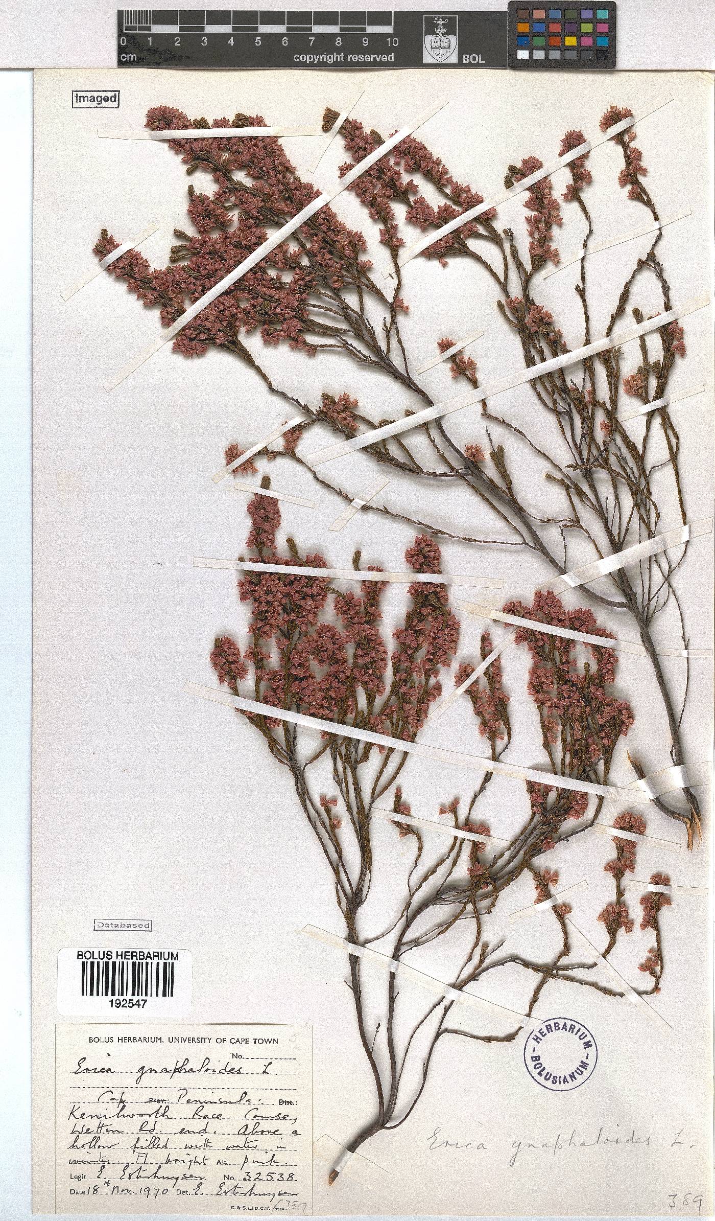 Erica gnaphaloides image