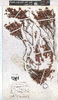 Erica gnaphaloides image