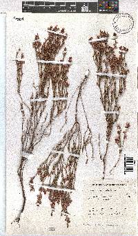 Erica gnaphaloides image