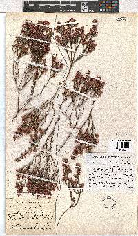 Erica gnaphaloides image