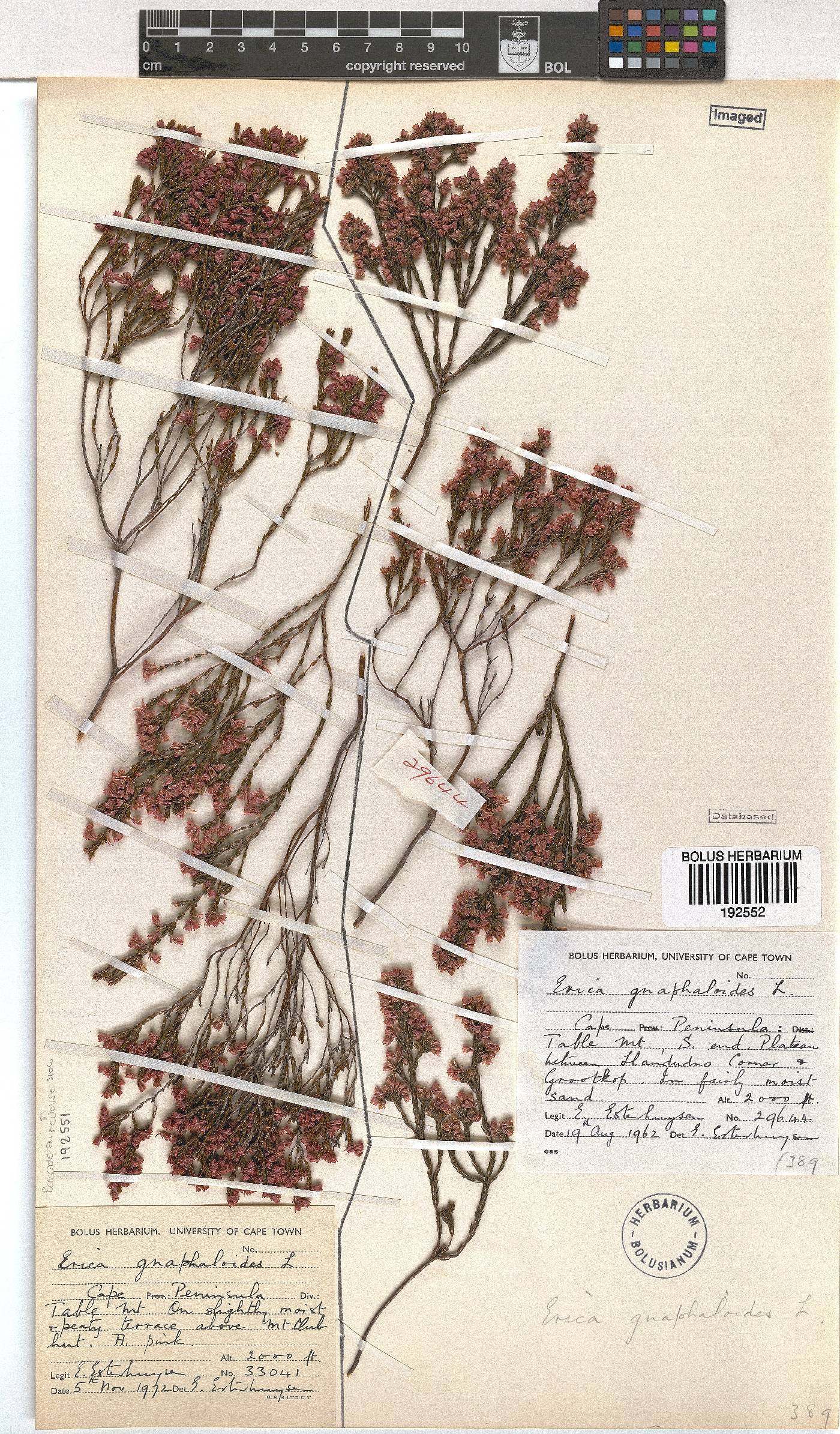 Erica gnaphaloides image