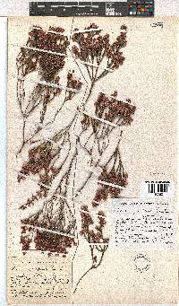 Erica gnaphaloides image