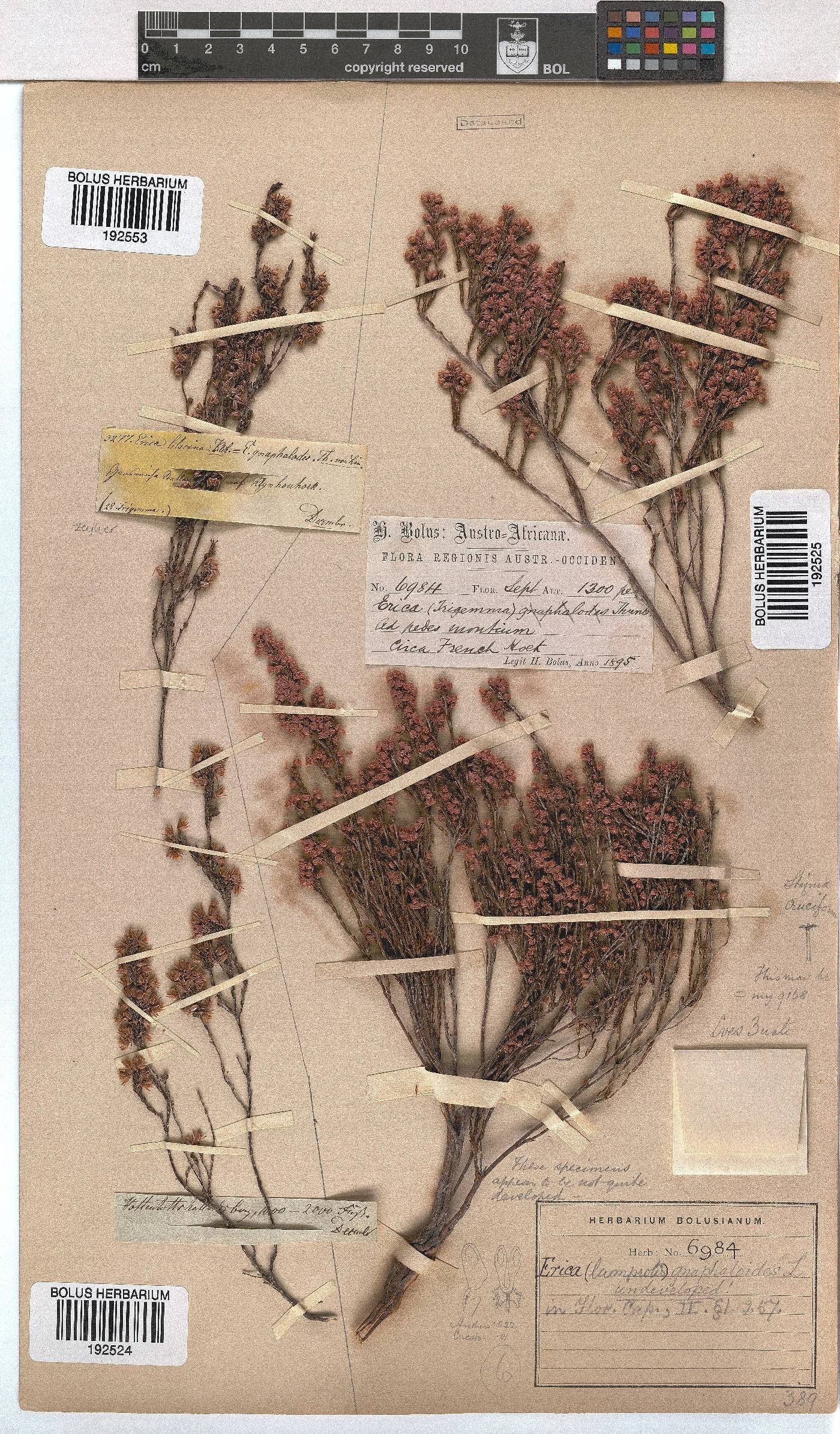 Erica gnaphaloides image