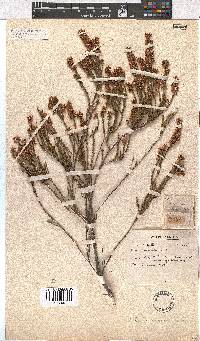 Image of Erica articularis