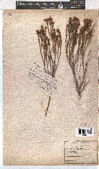 Erica articularis image