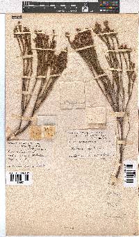 Erica articularis image