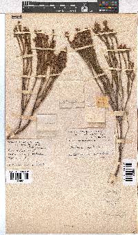 Erica articularis image