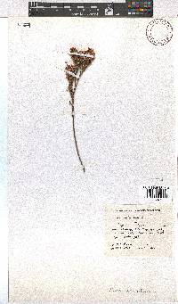 Erica articularis image