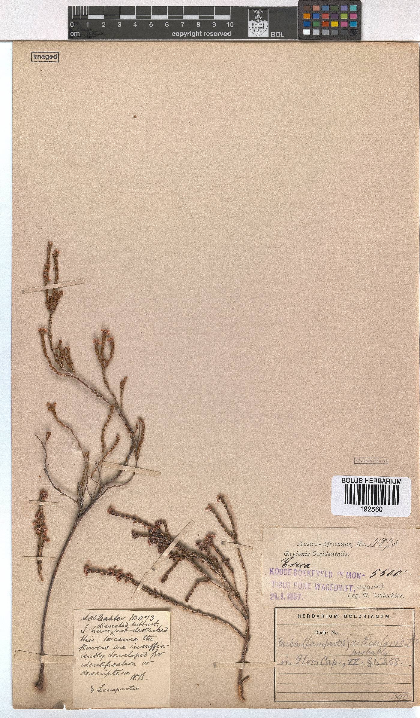 Erica articularis image