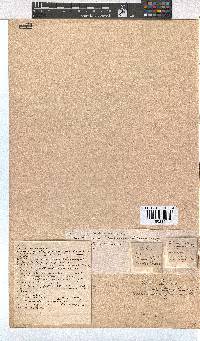 Erica articularis image