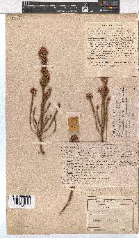 Erica articularis image