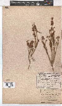 Erica articularis image