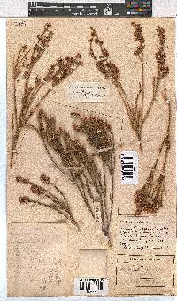 Erica articularis image