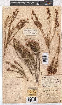 Erica articularis image