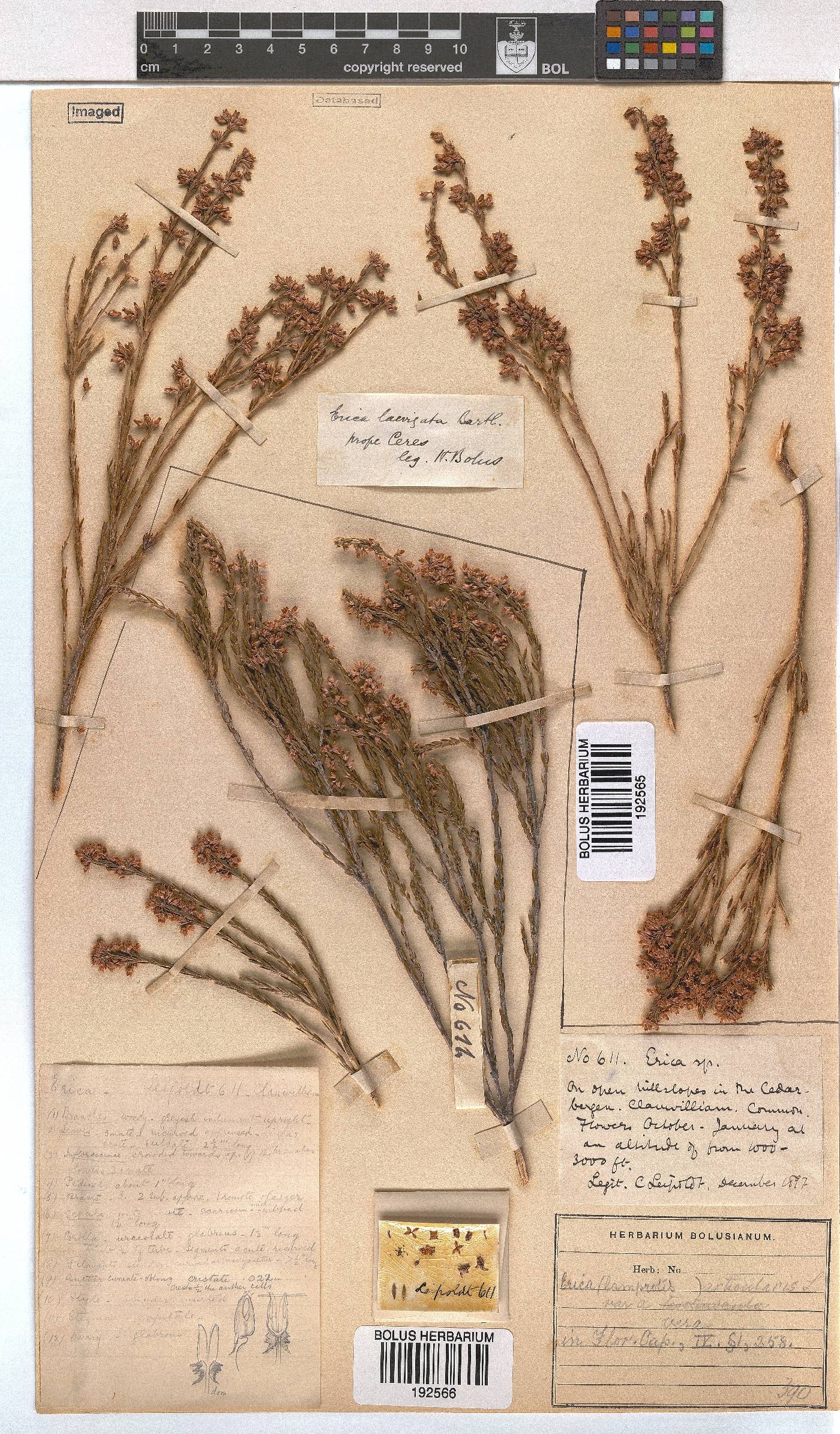 Erica articularis image