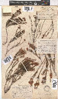 Erica articularis image