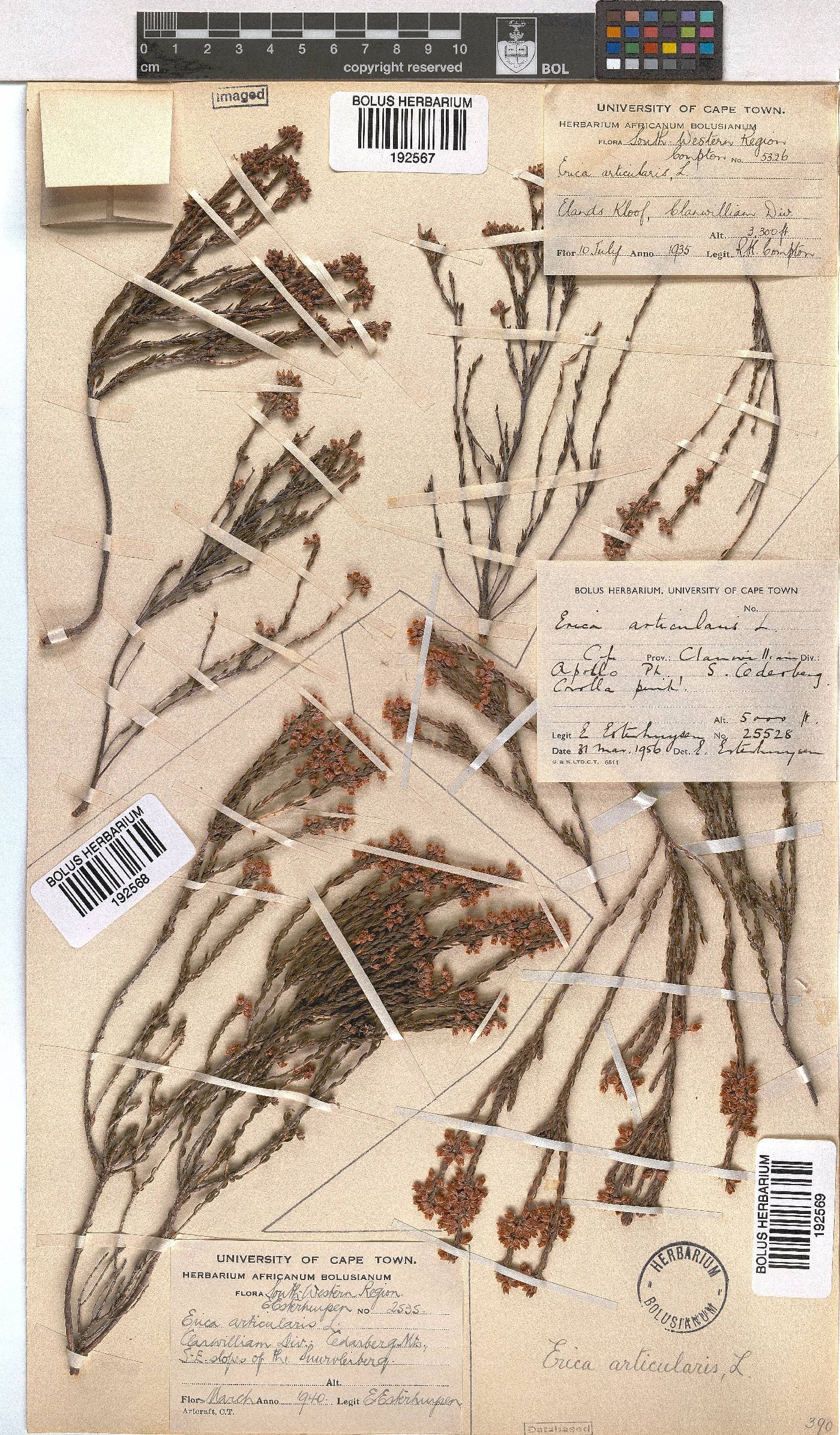 Erica articularis image
